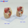 PNT-1580 mini female pelvis model on desk model